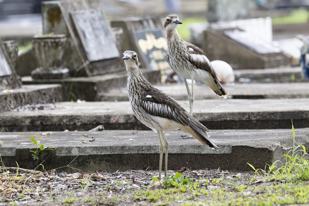 Bush Thick-knee - ML645697120