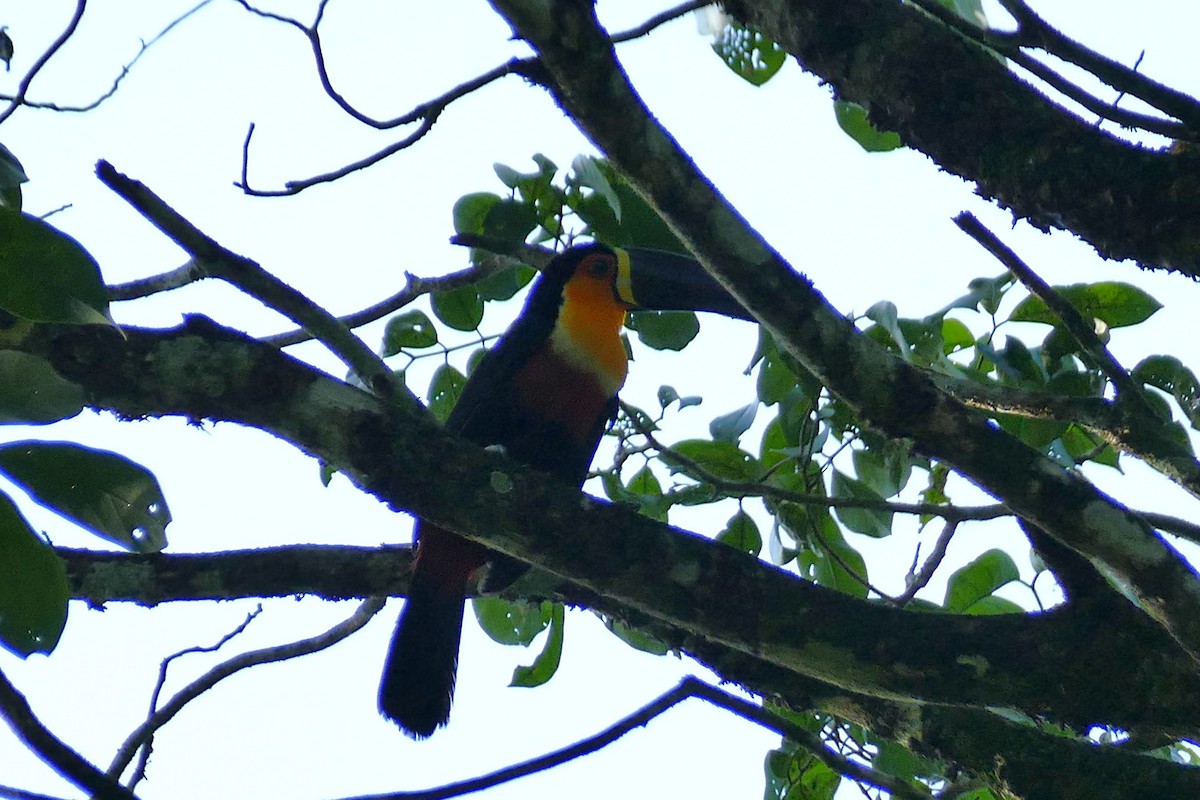 Channel-billed Toucan - ML645697131