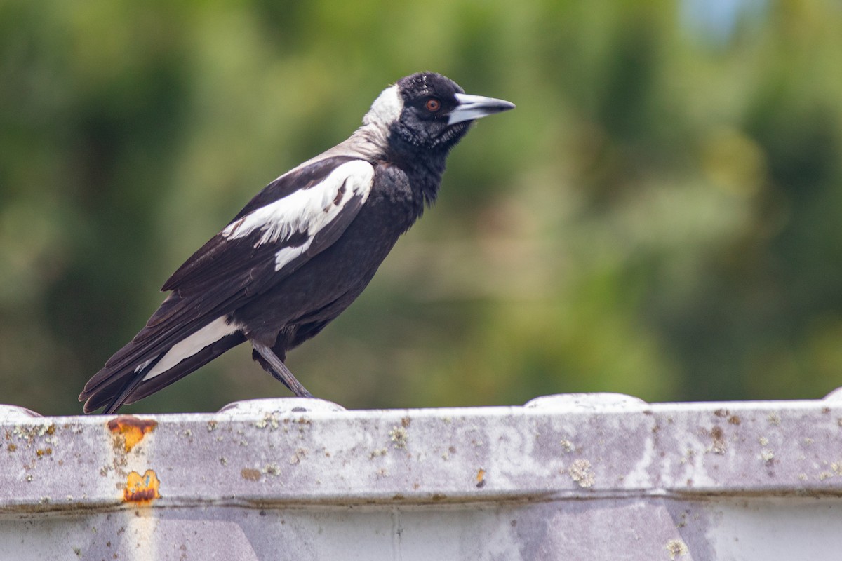Australian Magpie - ML645697132
