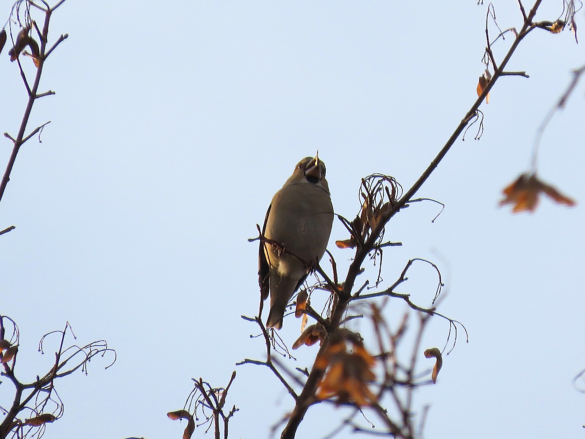 Hawfinch - ML645697133