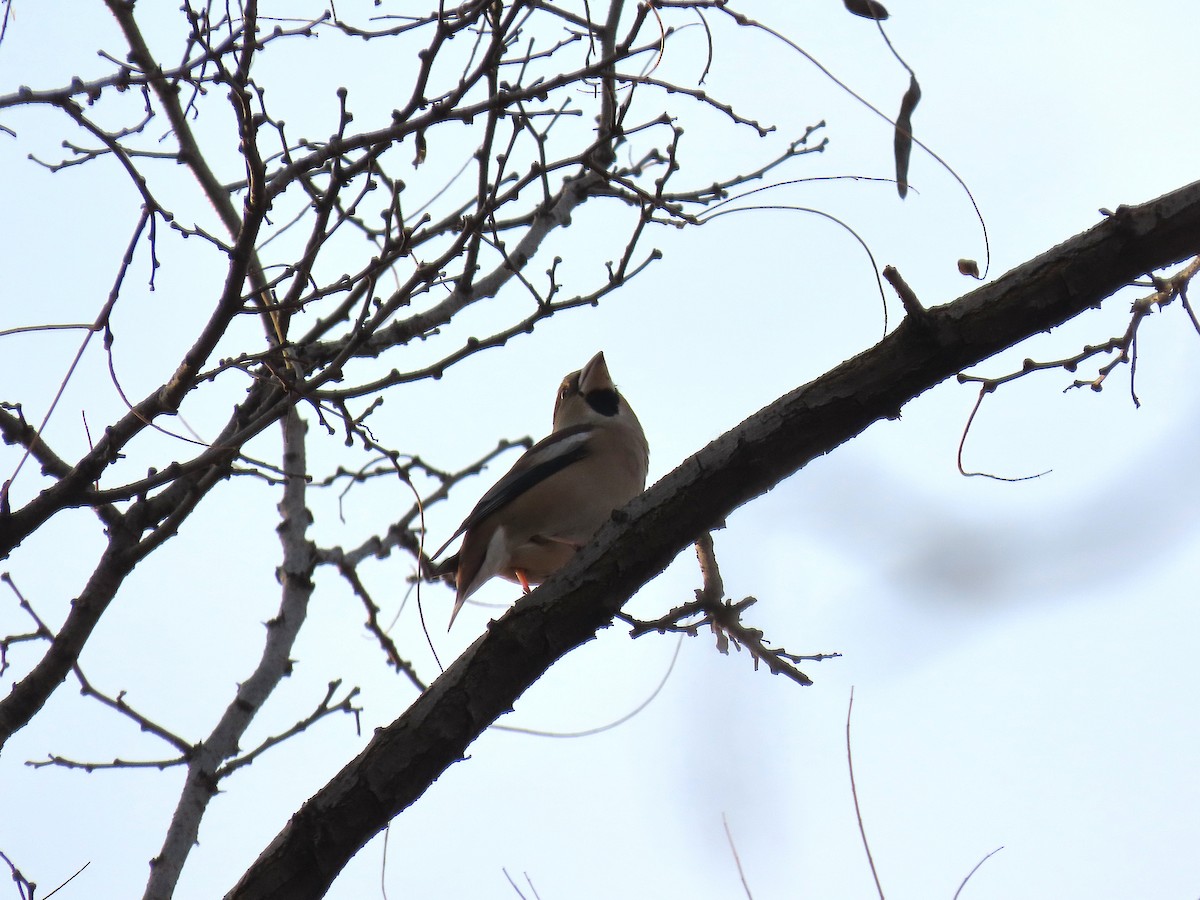 Hawfinch - ML645697134