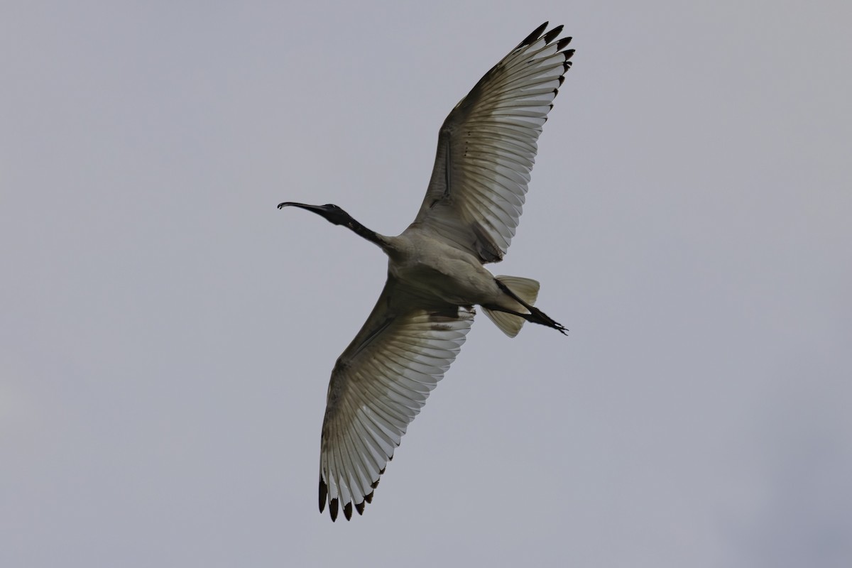 Australian Ibis - ML645697136