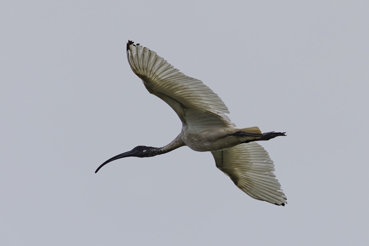 Australian Ibis - ML645697137