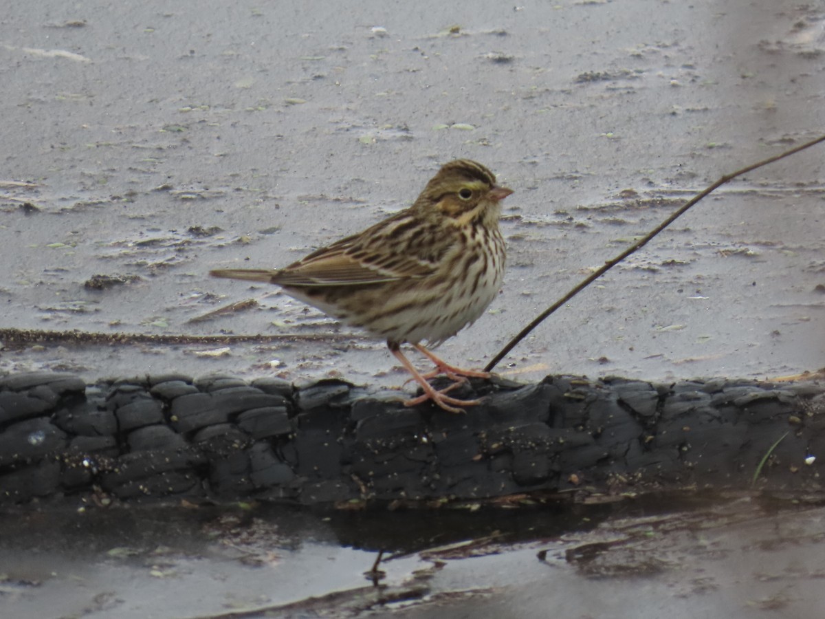 Savannah Sparrow - ML645697138