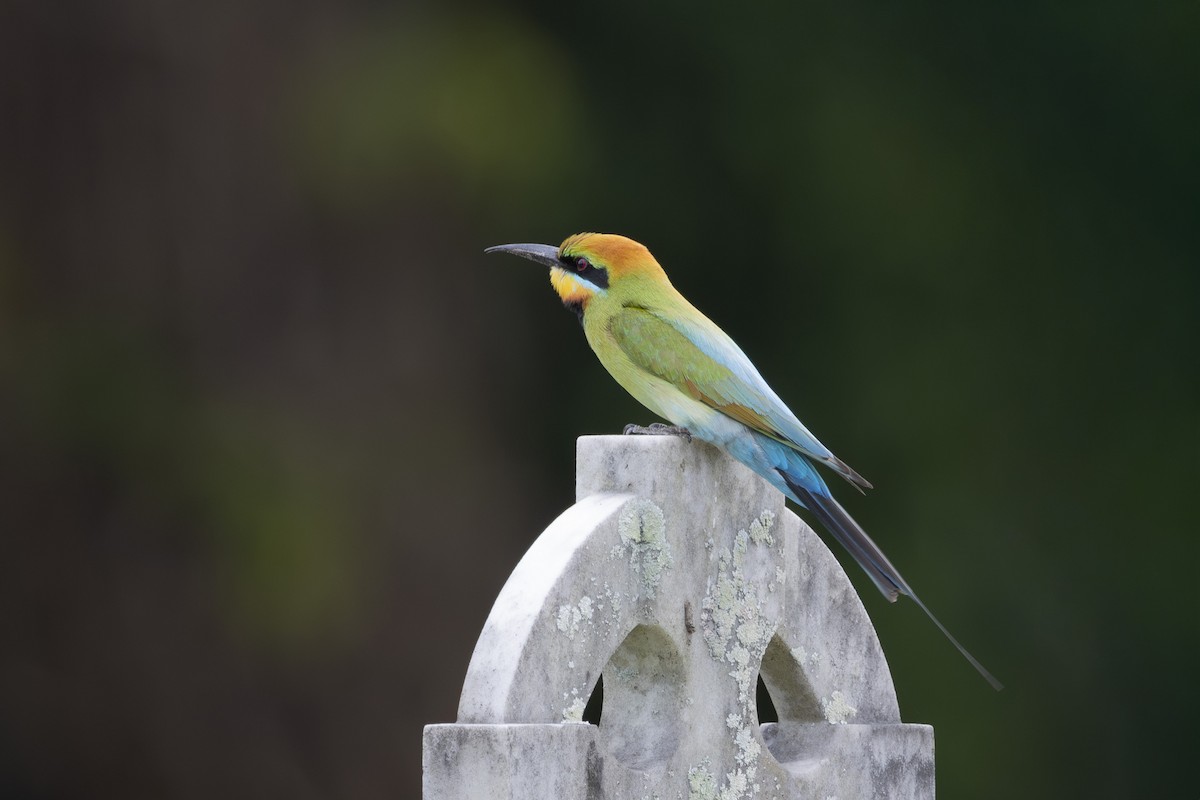 Rainbow Bee-eater - ML645697142