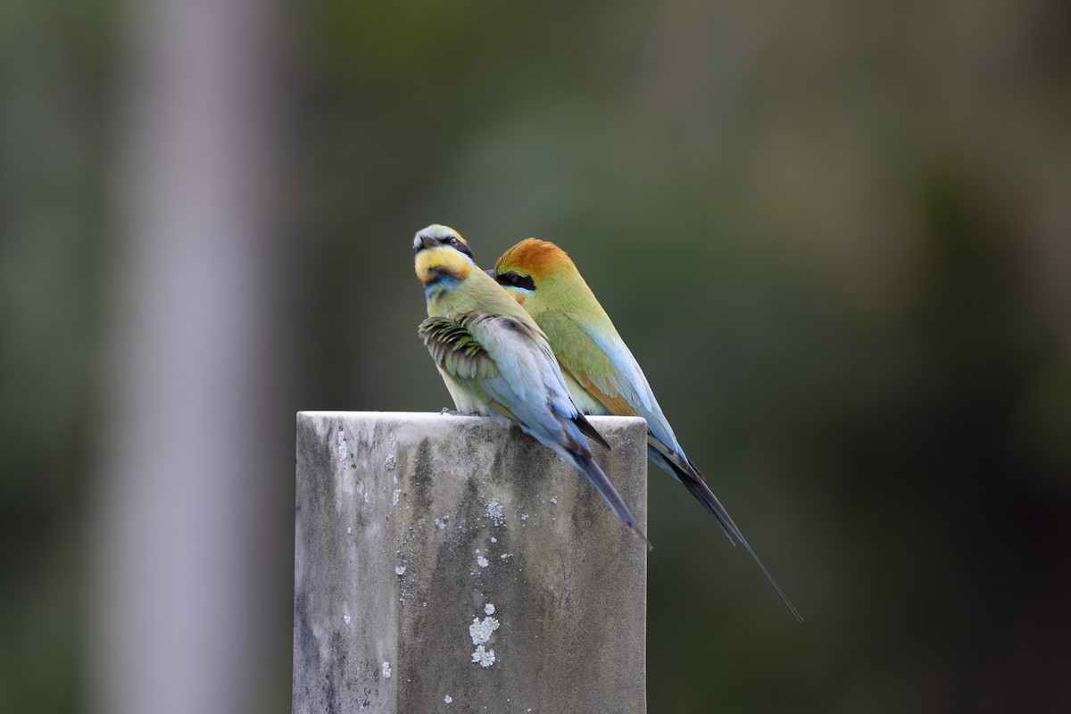 Rainbow Bee-eater - ML645697143