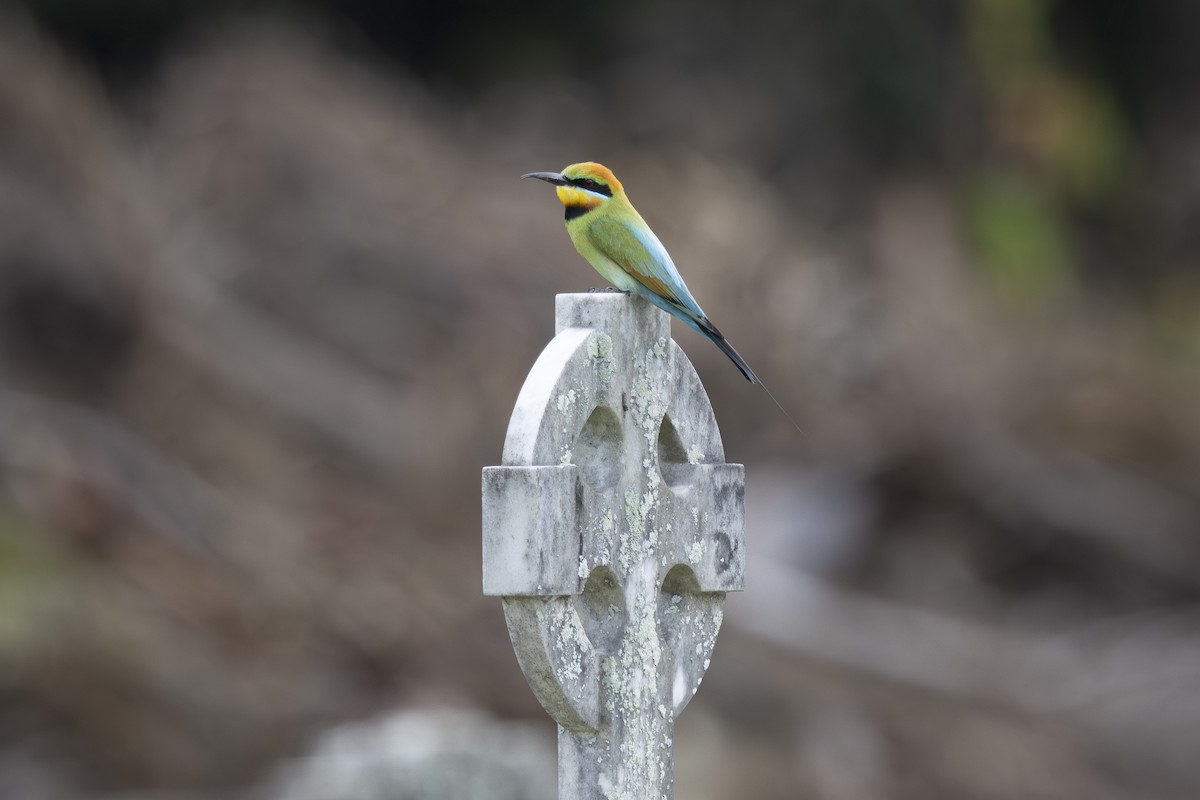 Rainbow Bee-eater - ML645697144