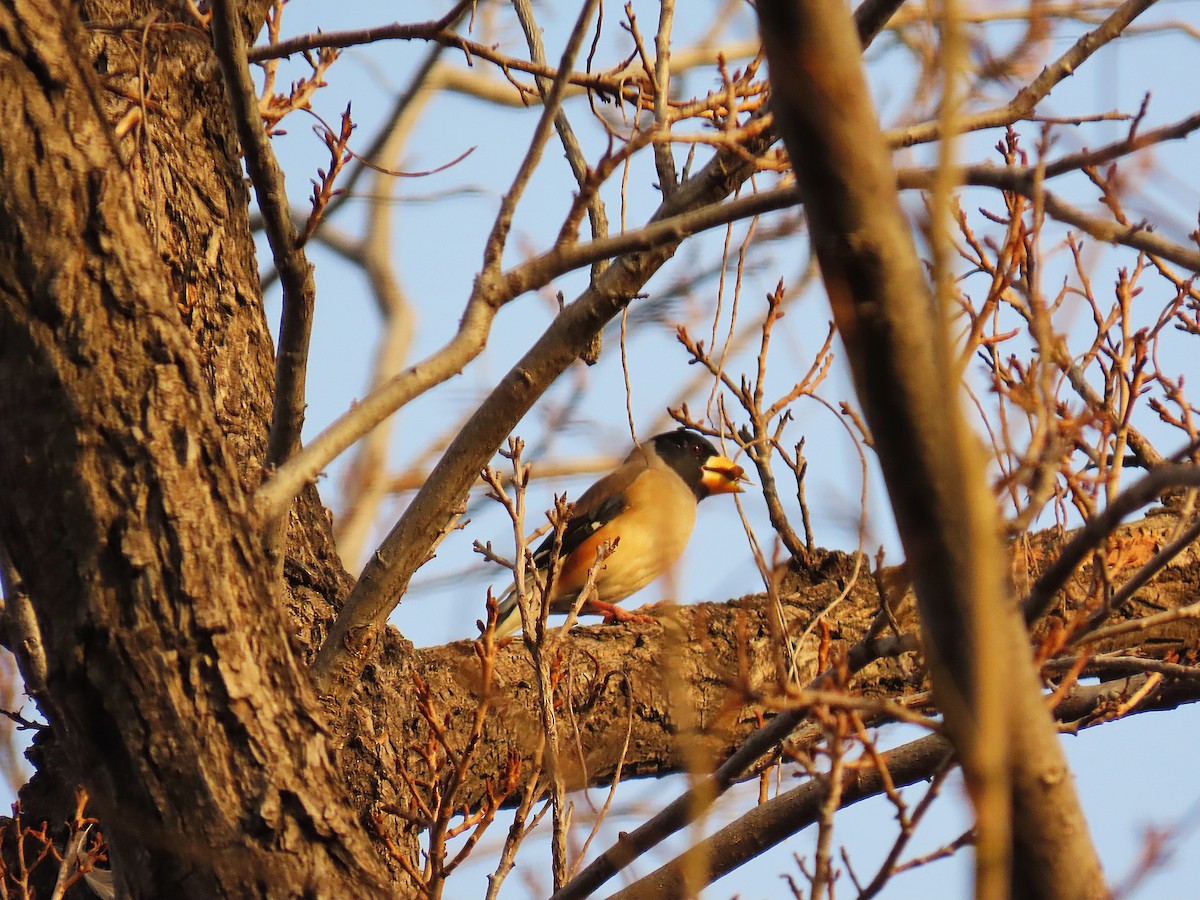 小桑鳲 - ML645697148