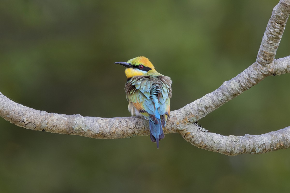 Rainbow Bee-eater - ML645697149