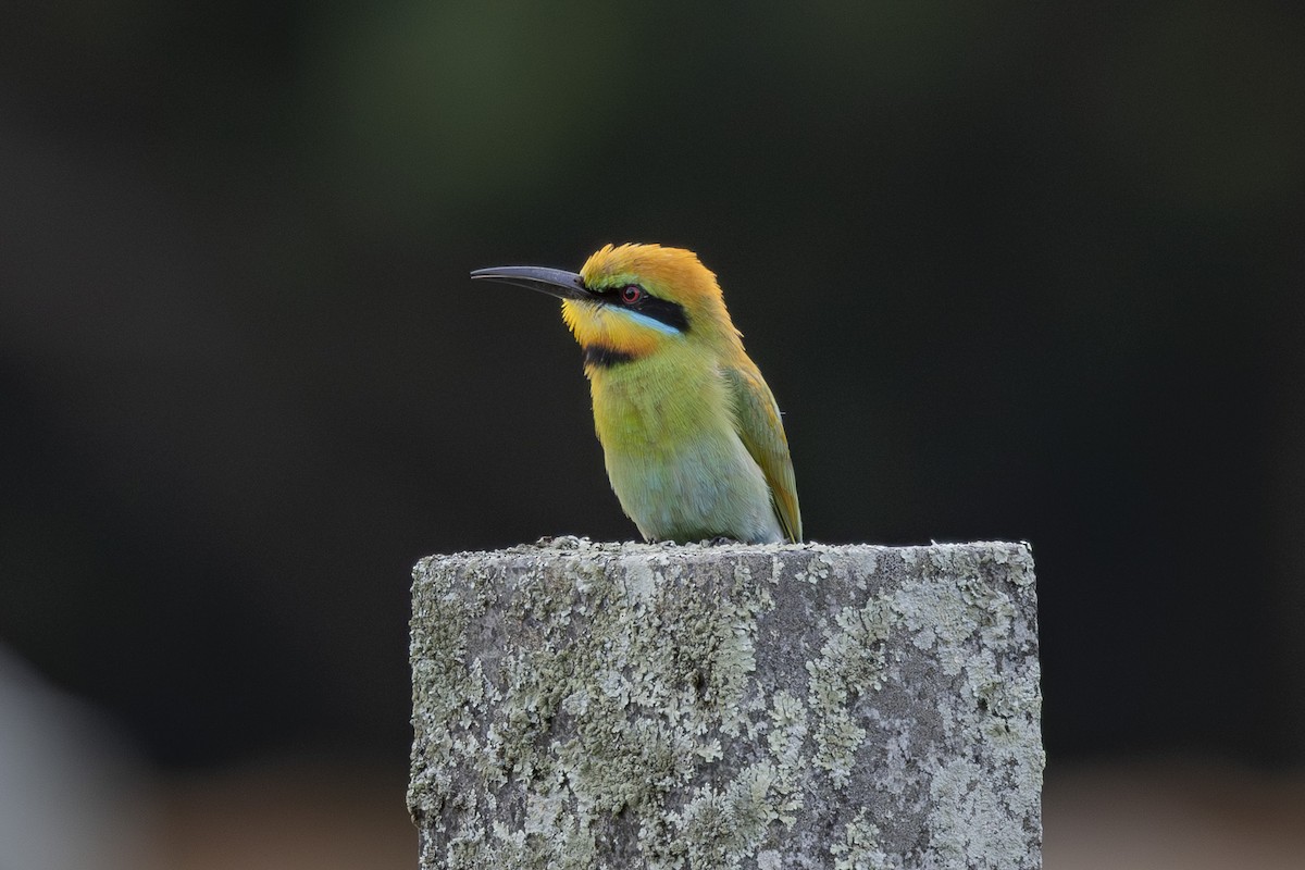 Rainbow Bee-eater - ML645697151