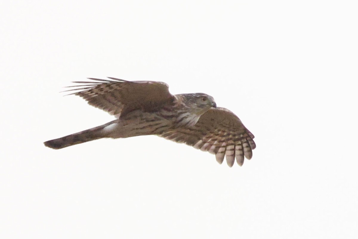 Sharp-shinned Hawk - ML645697152