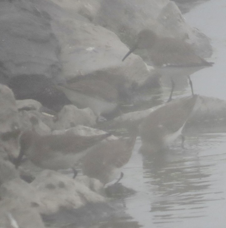 Dunlin - ML645697161