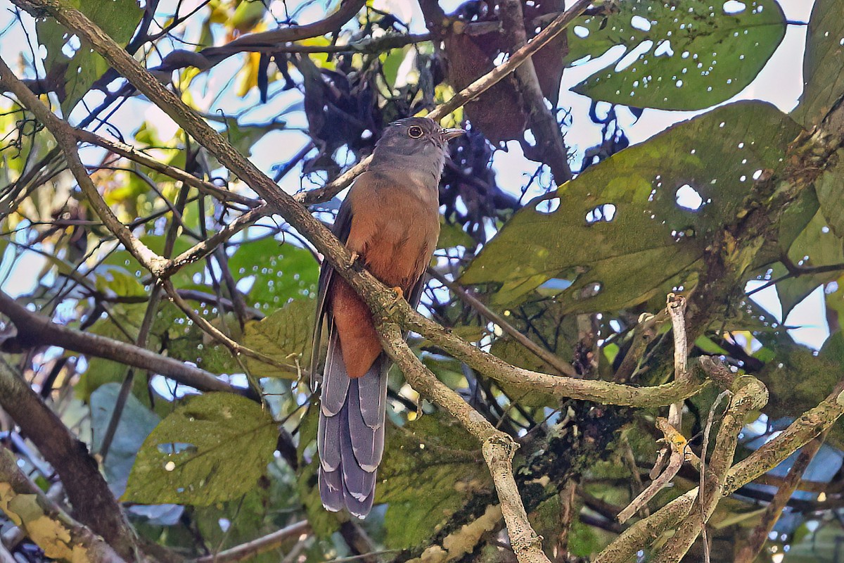 Sulawesi Brush Cuckoo - ML645697162