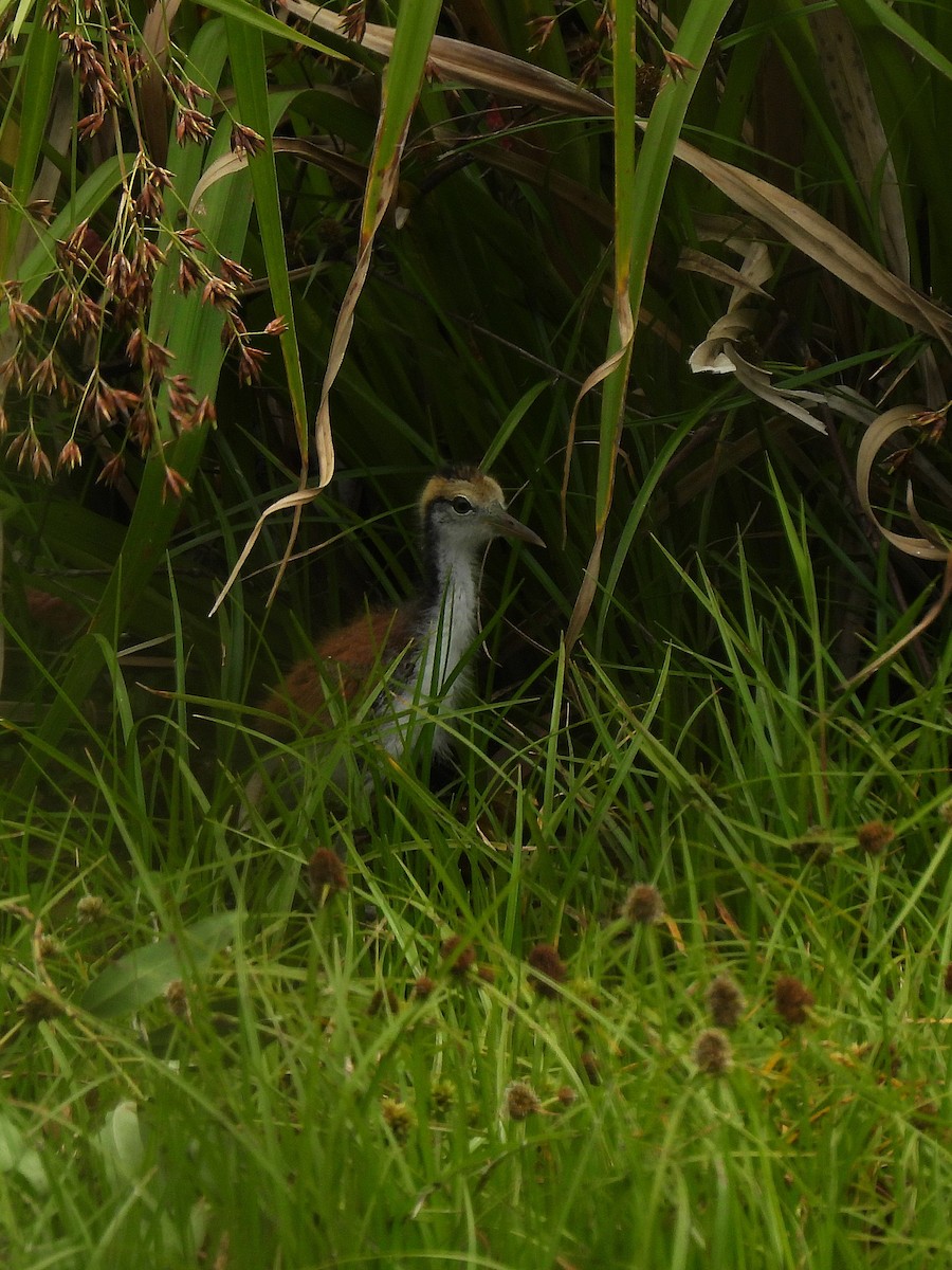 Wattled Jacana - ML645697165