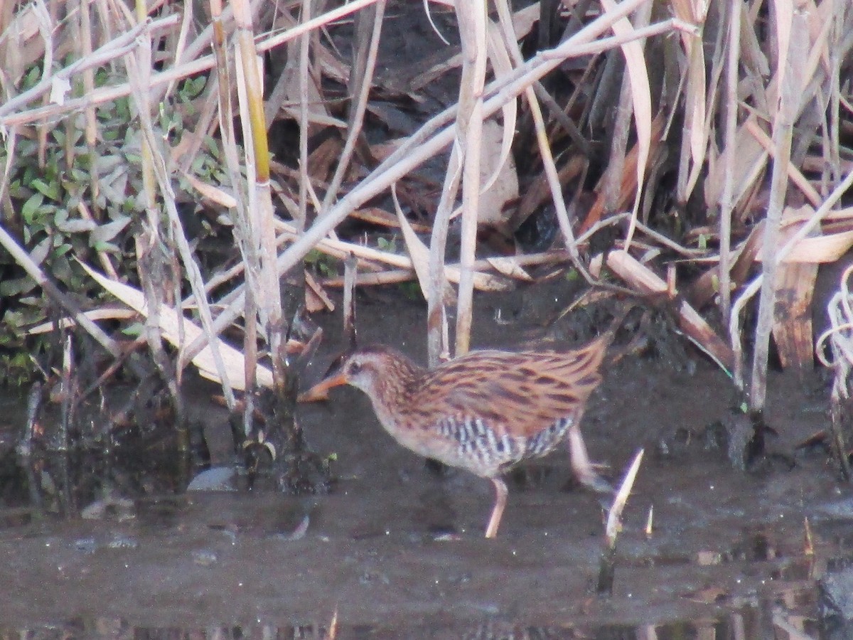 Дорнын түнжүүр - ML645697168