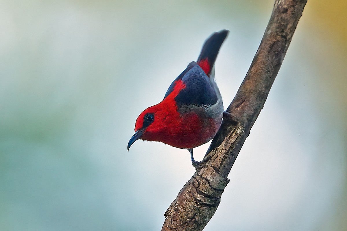 Sulawesi Myzomela - ML645697173