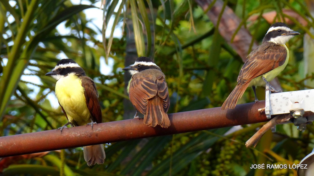 Great Kiskadee - ML645697175
