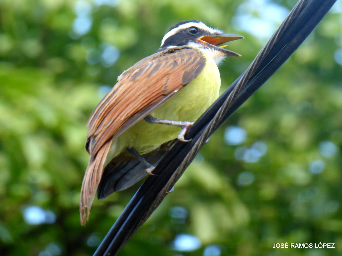 Great Kiskadee - ML645697176