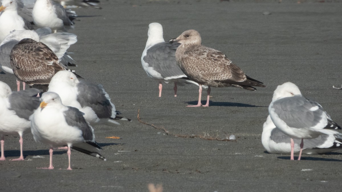 American Herring Gull - ML645697180