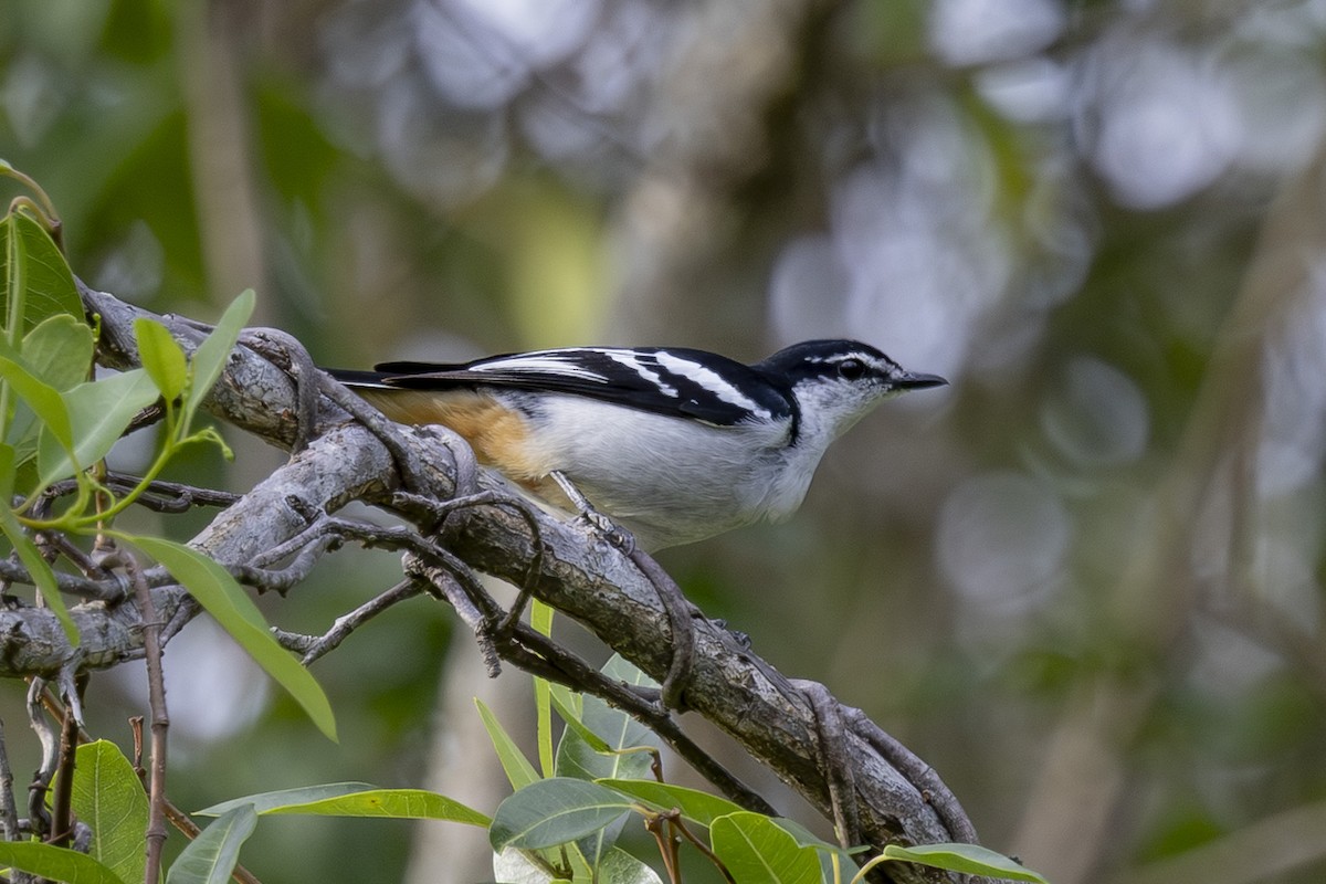 Varied Triller - ML645697182