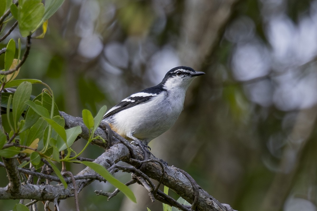 Varied Triller - ML645697183