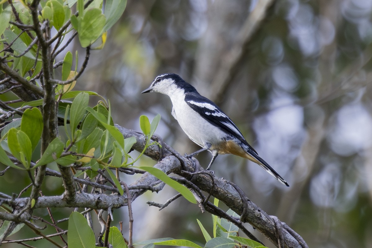 Varied Triller - ML645697184