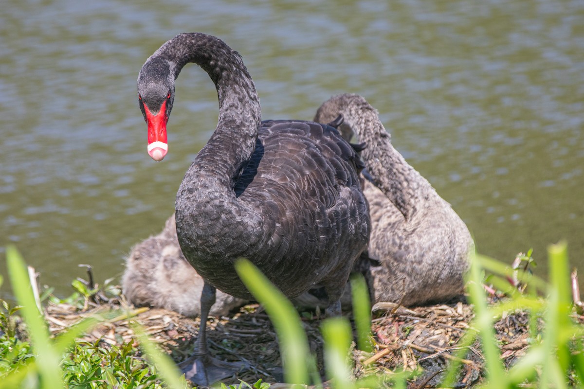 黑天鵝 - ML645697185