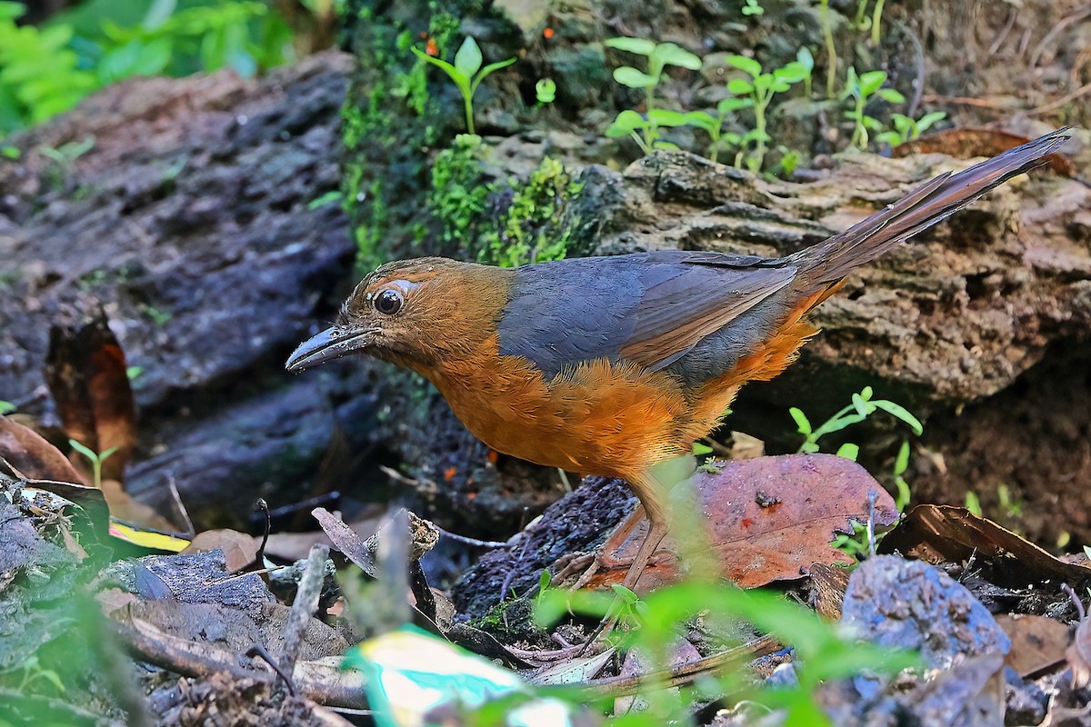 Geomalia - ML645697186