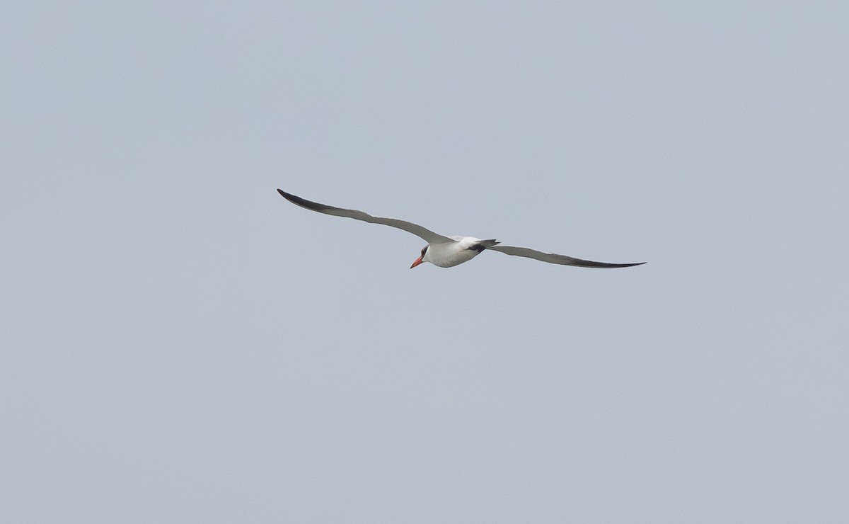 裏海燕鷗 - ML645697187