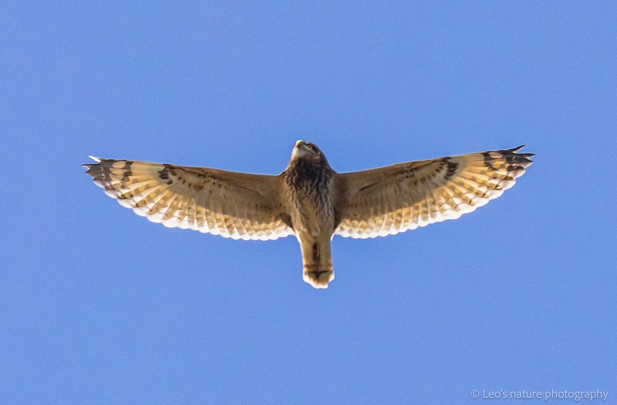 Short-eared Owl - ML645697189