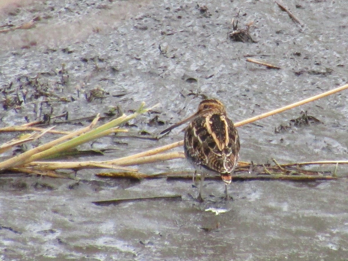 田鷸 - ML645697190