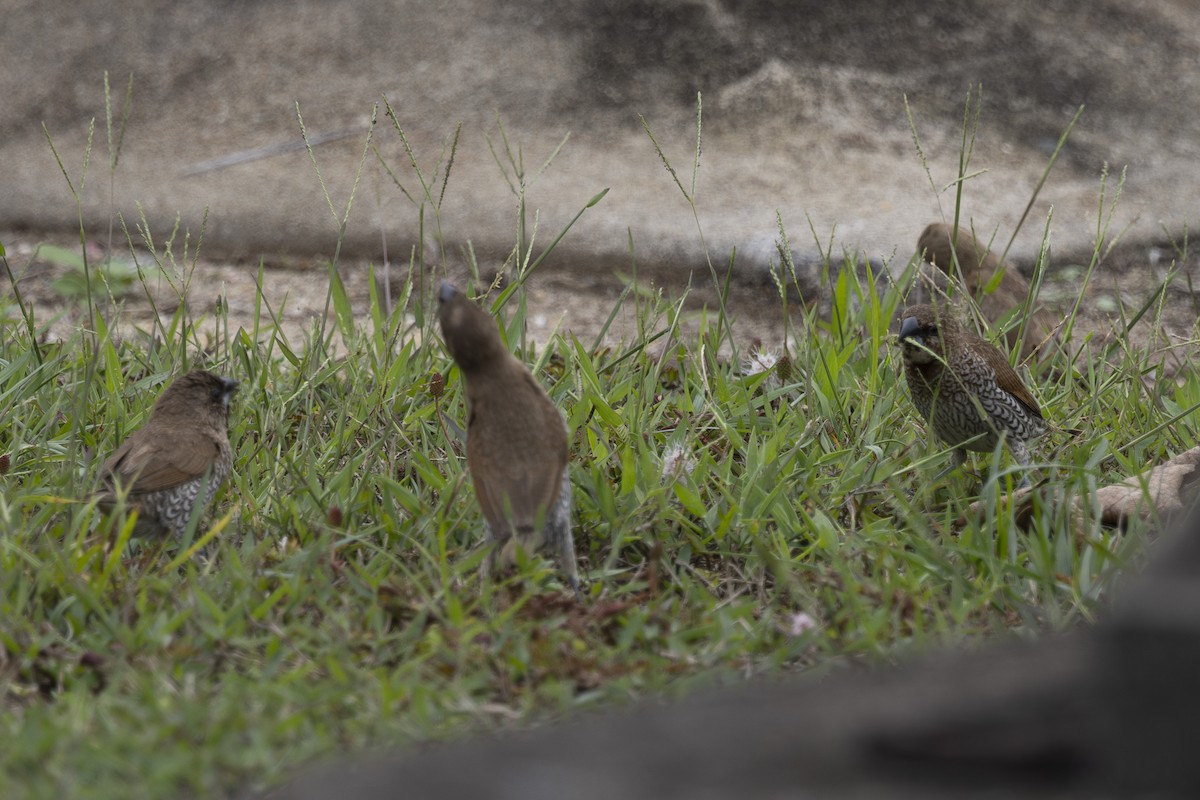 斑文鳥 - ML645697191