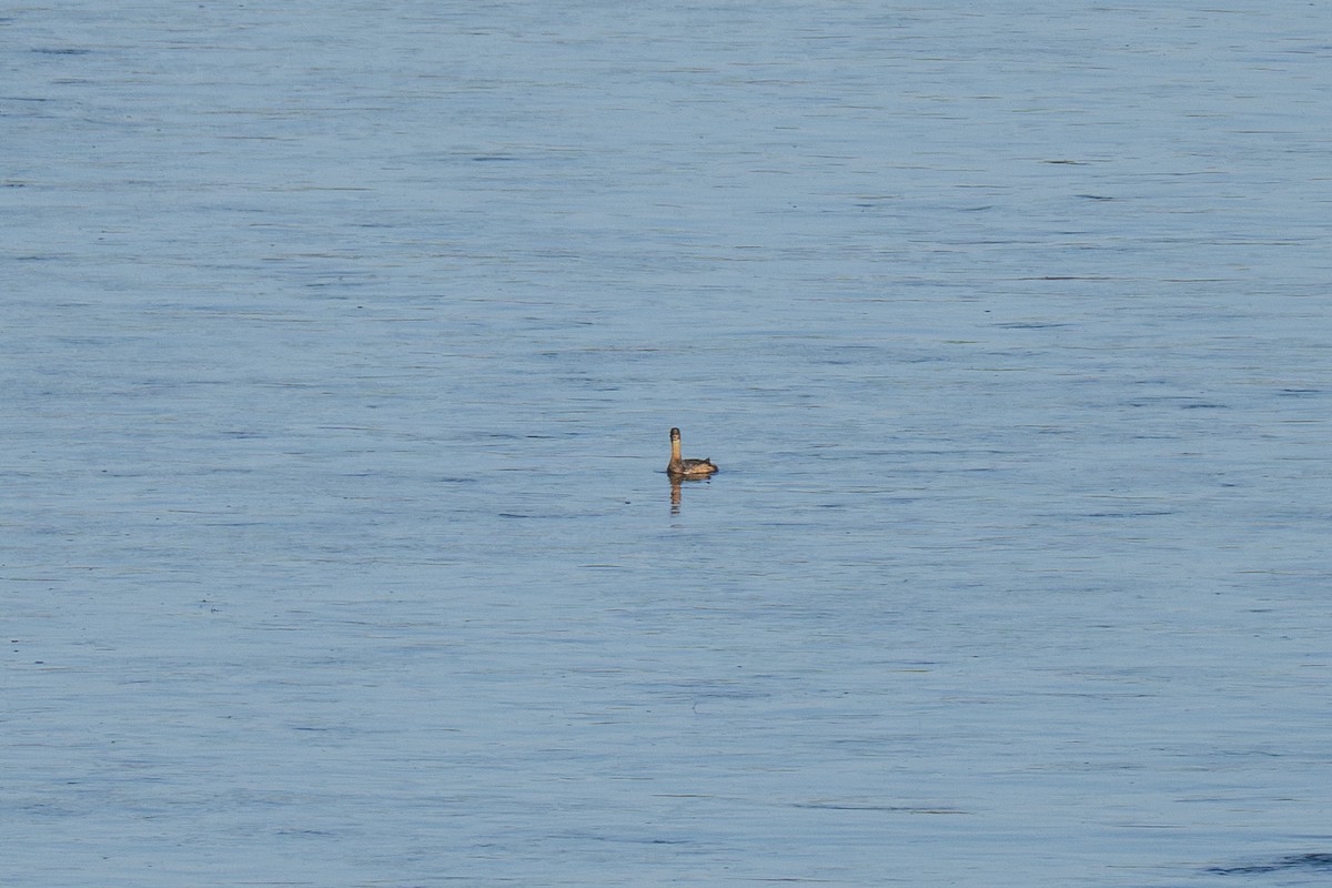 Pied-billed Grebe - ML645697192