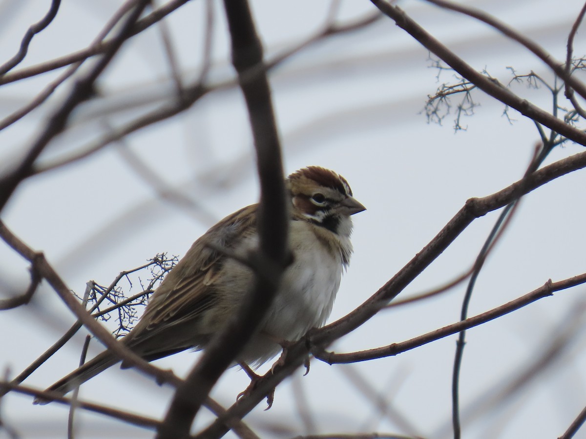 Lark Sparrow - ML645697193