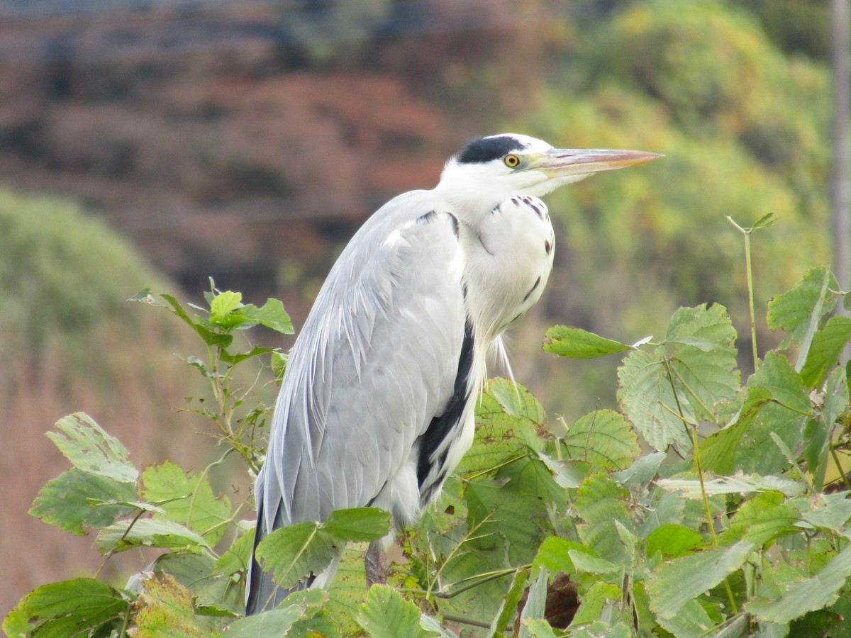 蒼鷺 - ML645697195