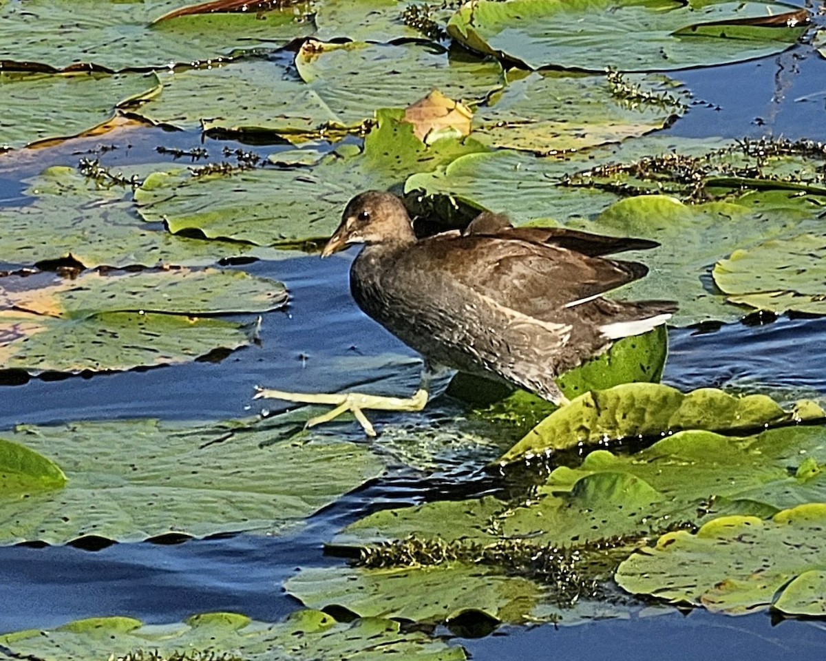Common Gallinule - ML645697196