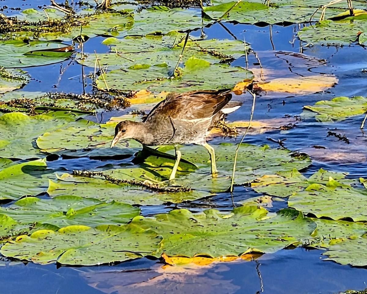 Common Gallinule - ML645697197