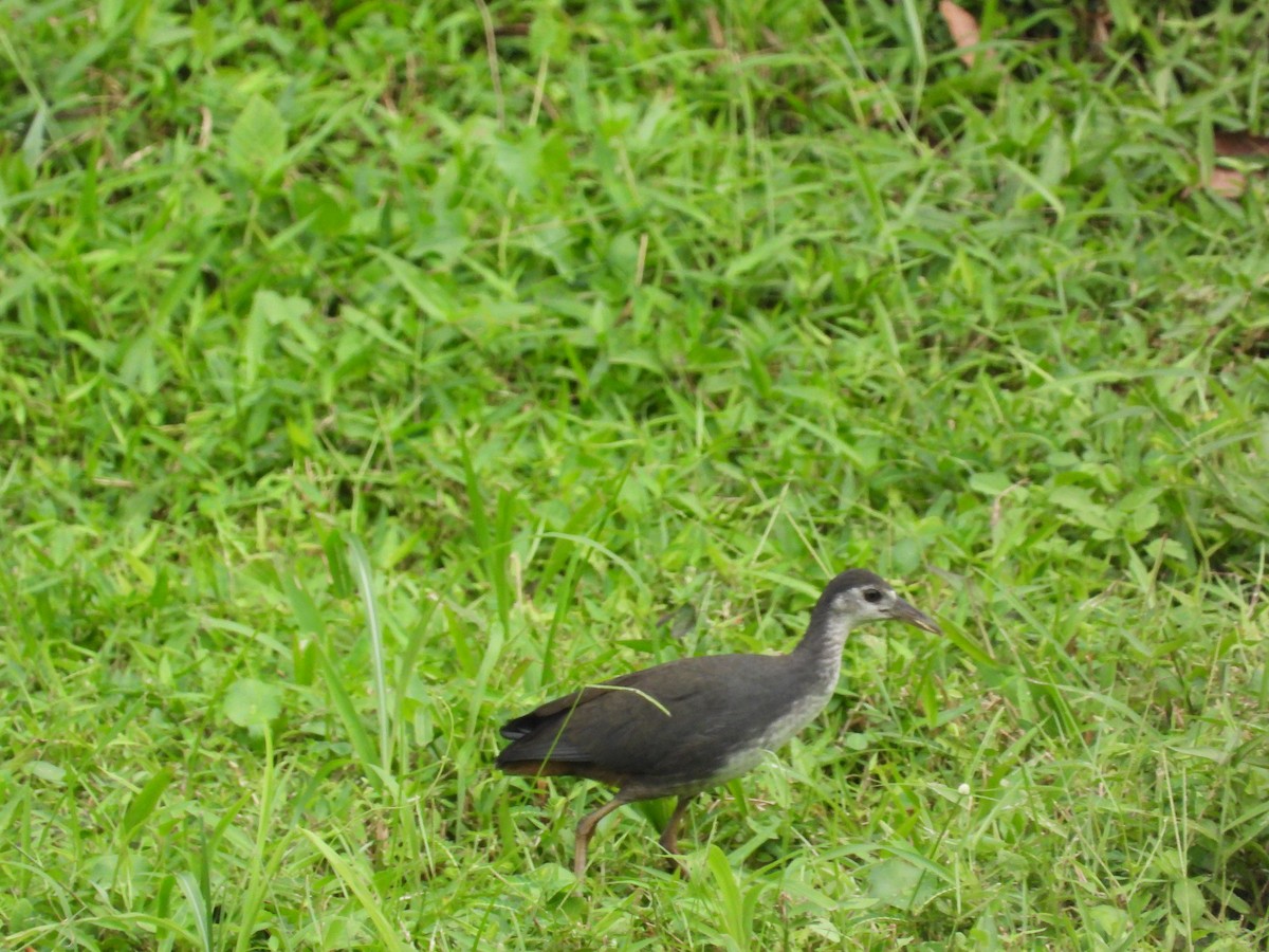 白腹秧雞 - ML645697199