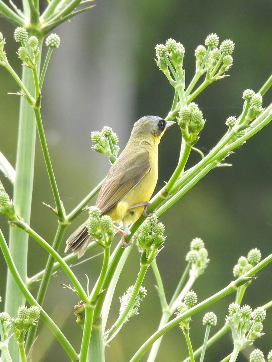 Southern Yellowthroat - ML645697200