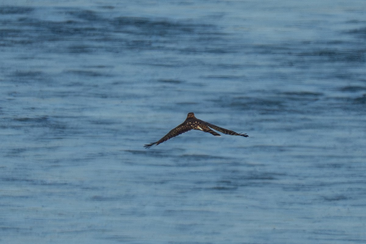 Cooper's Hawk - ML645697201