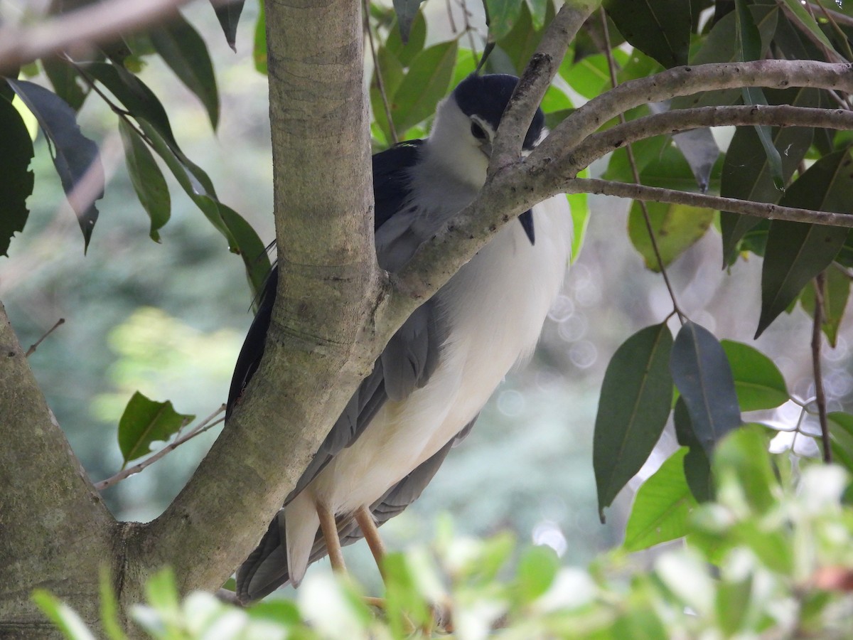 夜鷺 - ML645697203