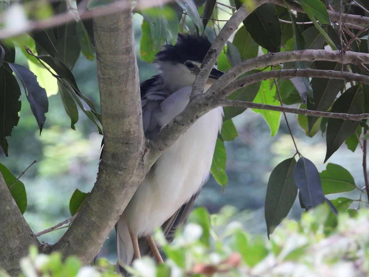 夜鷺 - ML645697204