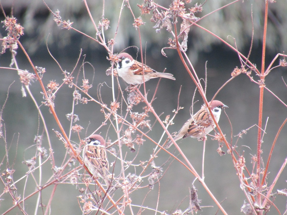 麻雀 - ML645697205