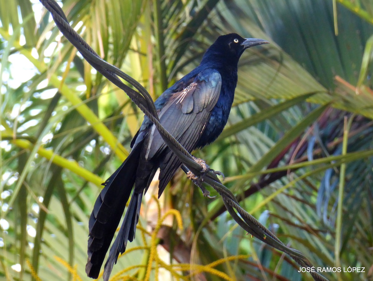 Great-tailed Grackle - ML645697206