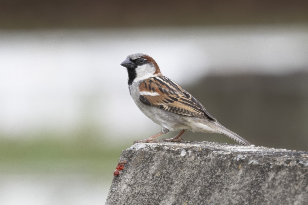 家麻雀 - ML645697207