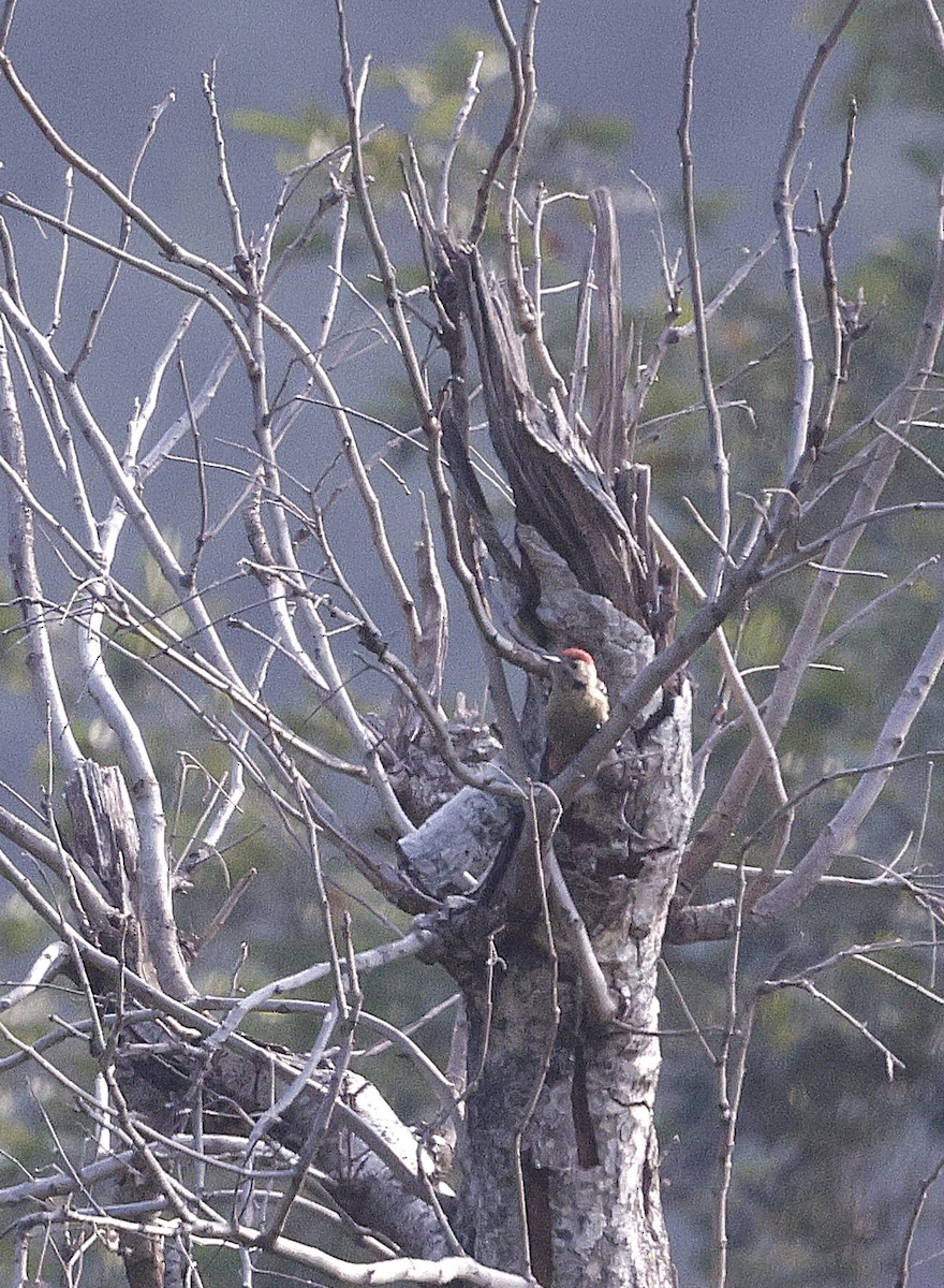 Fulvous-breasted Woodpecker - ML645697208