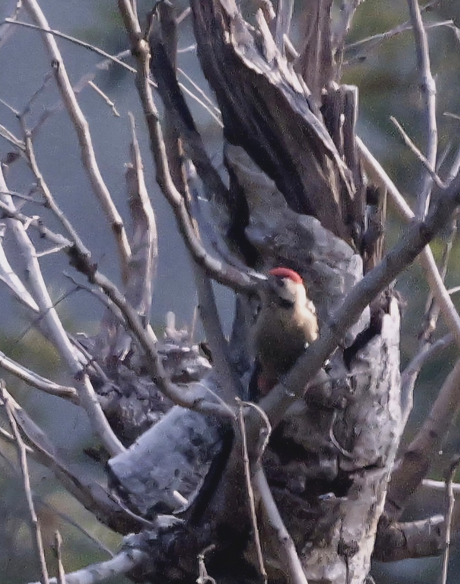 Fulvous-breasted Woodpecker - ML645697209