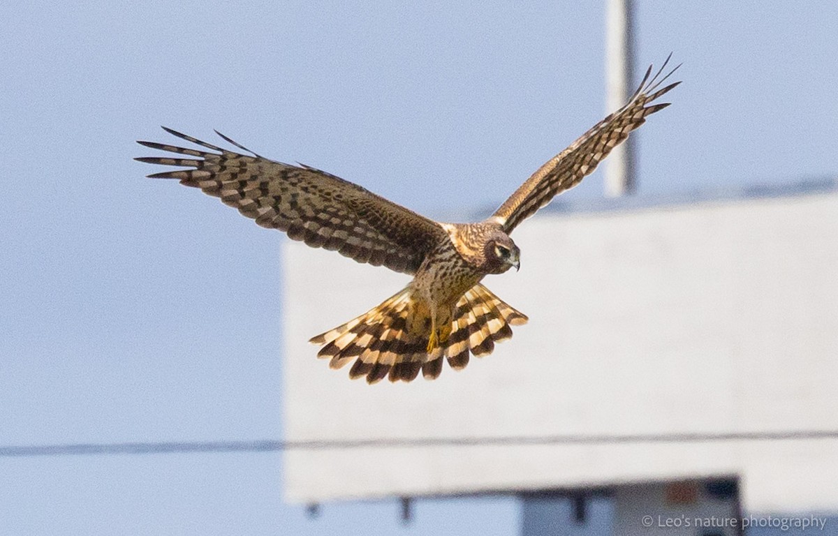 Northern Harrier - ML645697212