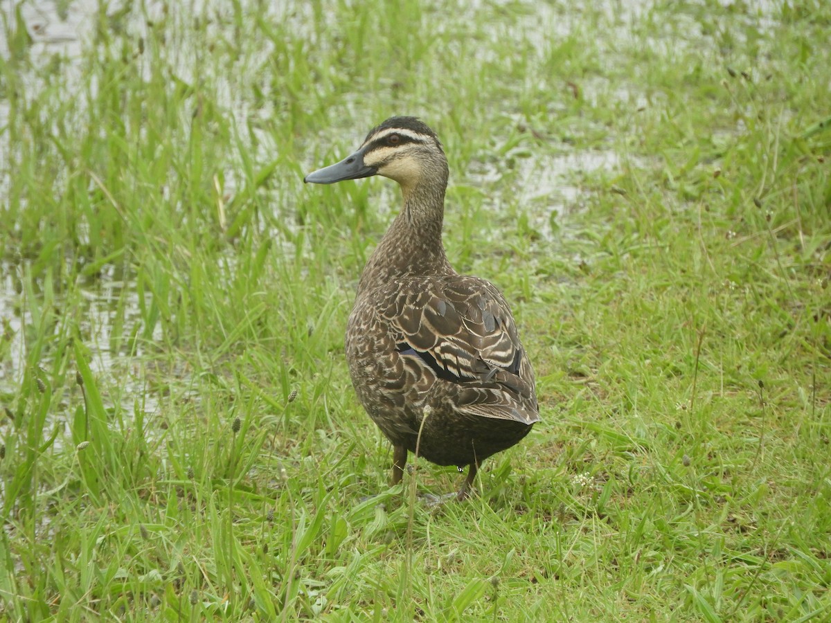Pacific Black Duck - ML645697213