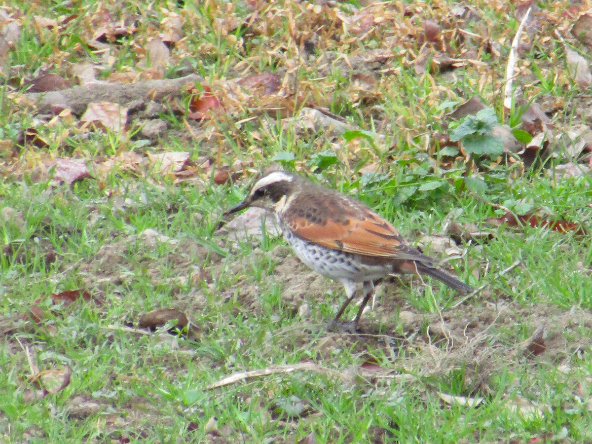 Хүрэн хөөндэй - ML645697218